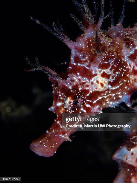 retrato de caballito de mar - hippocampus ramulosus stock pictures, royalty-free photos & images