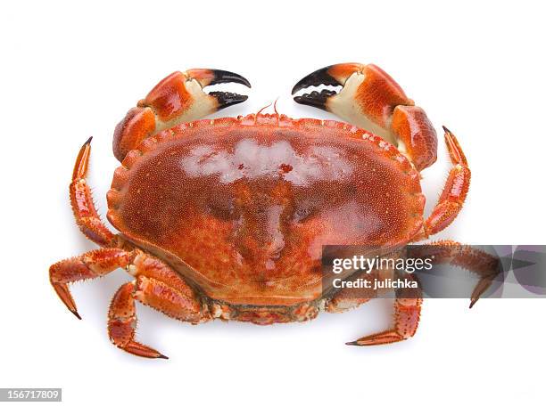 top view of a boiled crab on a white background - crab stock pictures, royalty-free photos & images