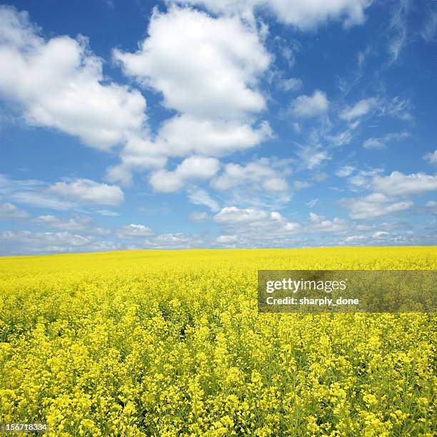 xxxl bright canola field - alberta farm scene stockfoto's en -beelden