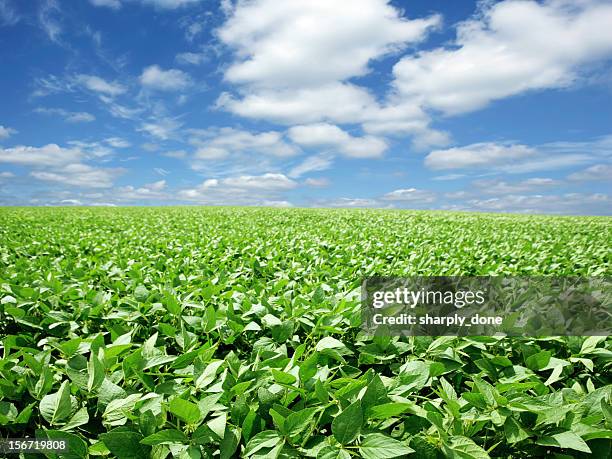xxxl lumineuse champ de soja - soybean harvest photos et images de collection