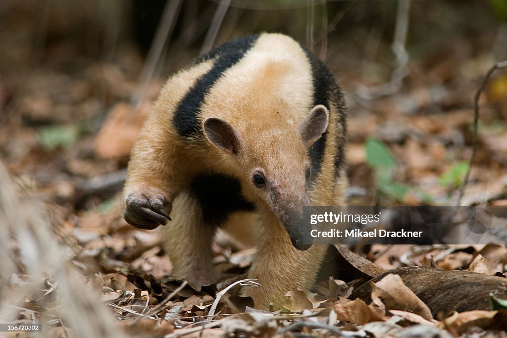 Lesser anteater