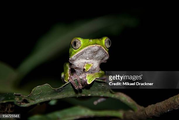 phyllomedusa tree frog - madidi national park stock pictures, royalty-free photos & images