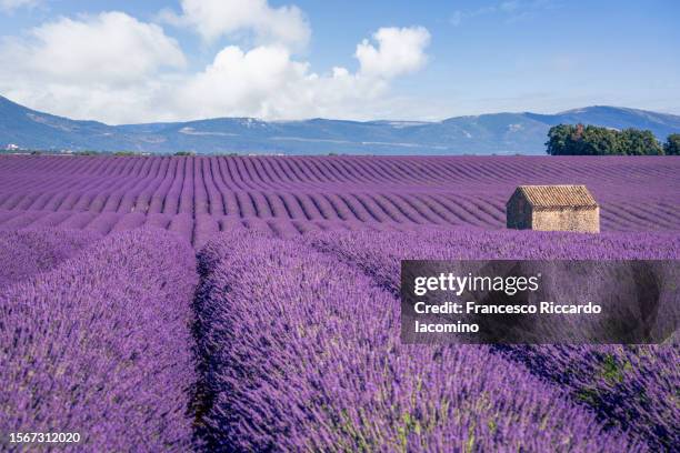 lavender field valensole plateau, full bloom, perfect symmetry . provence, southern france - lavender field france stock-fotos und bilder