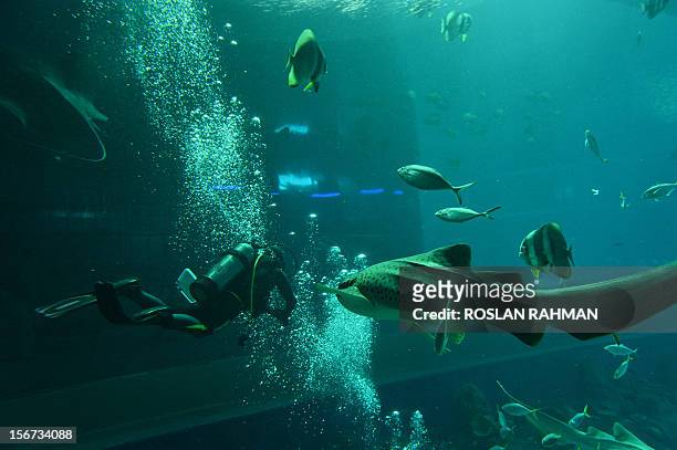 Diver feeds the fish in the open ocean habitat, seen through the world’s largest viewing panel, at 36 metres wide by 8.3 metres tall of the South...
