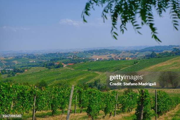 landscape of the langhe with cultivation of vines - luogo d'interesse stock pictures, royalty-free photos & images