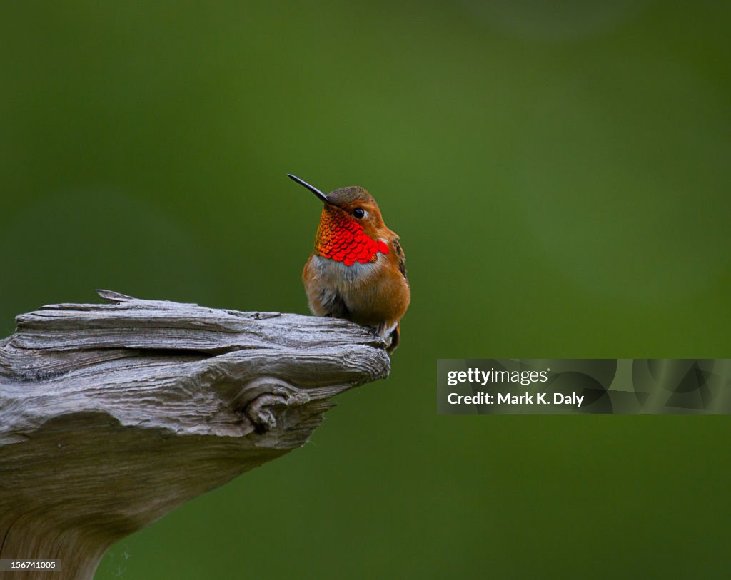 Rufous Hummingbird