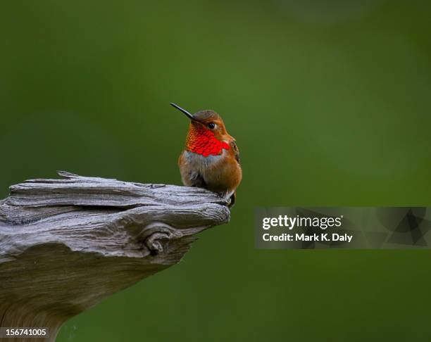rufous hummingbird - north vancouver stock pictures, royalty-free photos & images