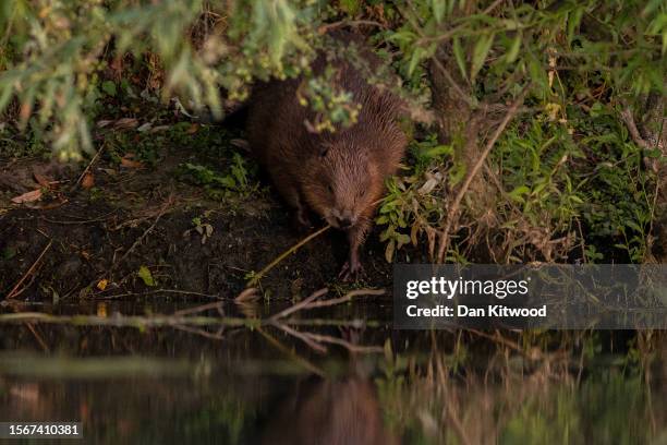 Beaver feeds under a tree along a river on July 20, 2023 in Kent, England. The re-introduction of beavers into managed estates and private land...