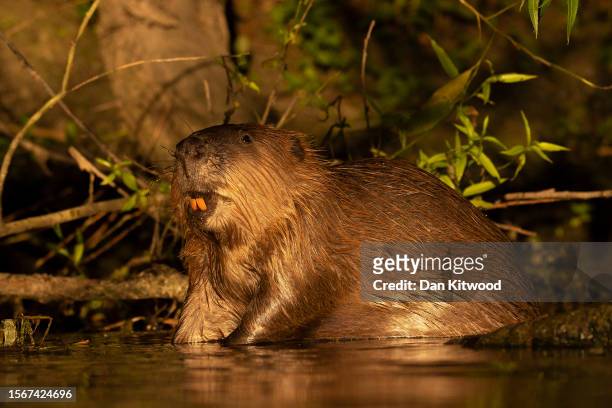 Beaver feeds beside a river on July 20, 2023 in Kent, England. The re-introduction of beavers into managed estates and private land across the UK has...