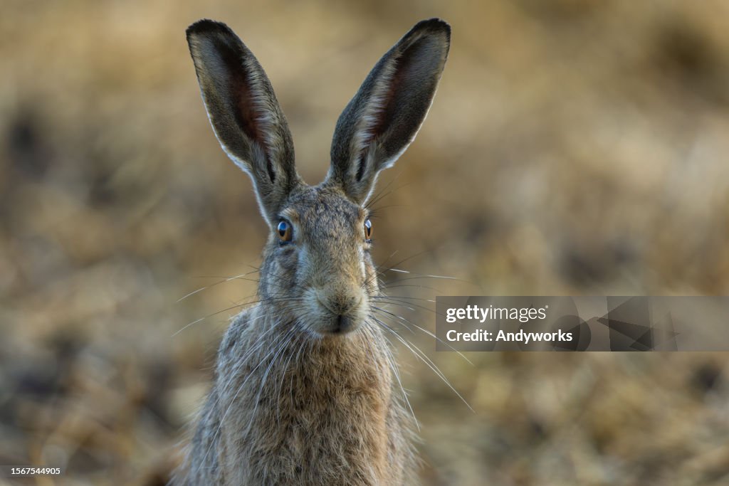 European hare (Lepus europaeus)