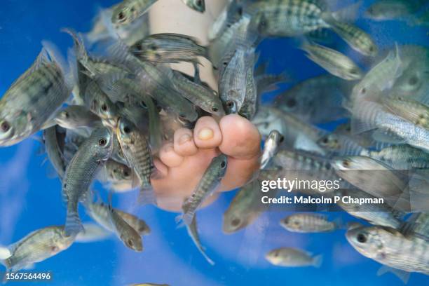 fish pedicure - fish massage and foot cleaning in siem reap, cambodia - rötliche saugbarbe stock-fotos und bilder