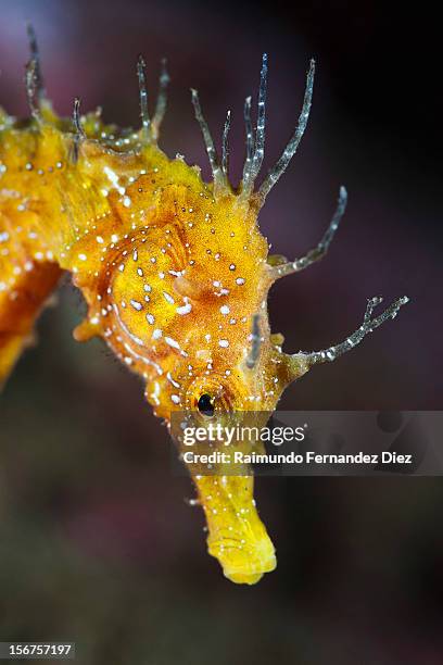 hippocampus ramulosus - hippocampus ramulosus stock pictures, royalty-free photos & images