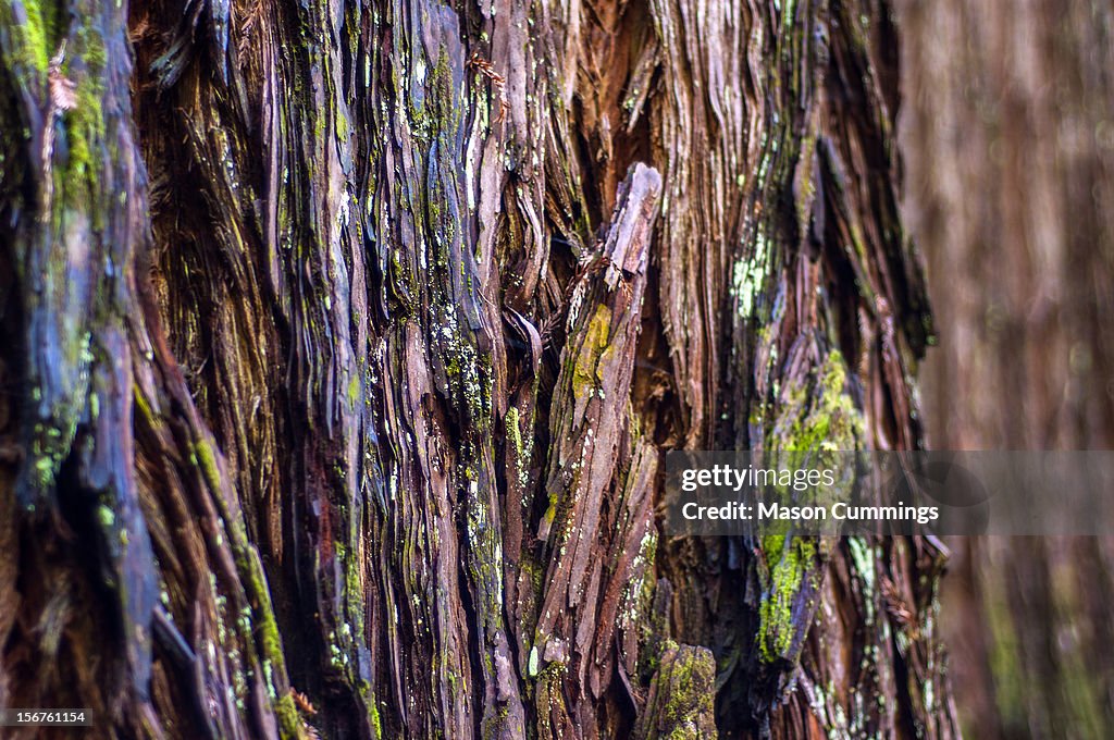 Redwood Detail