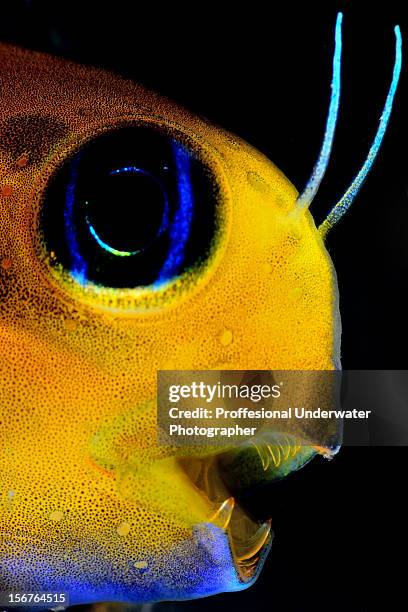 Vapthe Fish 46 Vampire Fish Stock Photos, High-Res Pictures, and Images - Getty Images