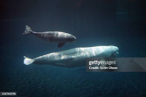 Young beluga whale swims with an adult beluga at the John G. Shedd Aquarium on November 20, 2012 in Chicago, Illinois. The calf, which was born Aug....