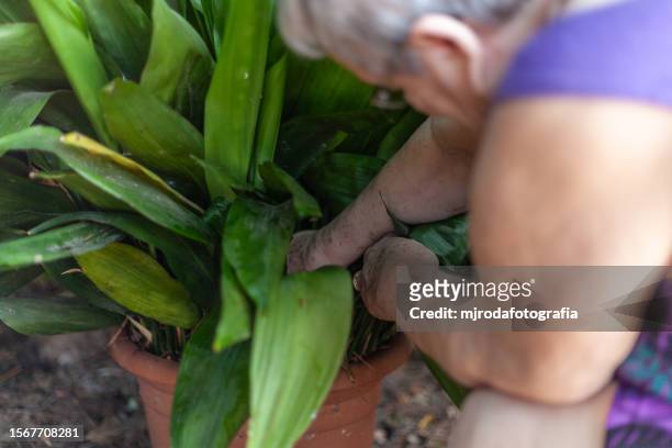 senior woman gathering weeds and garden waste - mjrodafotografia stock pictures, royalty-free photos & images