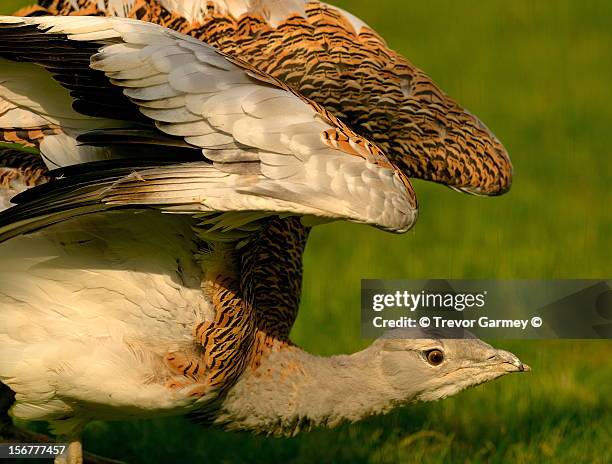 great bustard - großtrappe stock-fotos und bilder