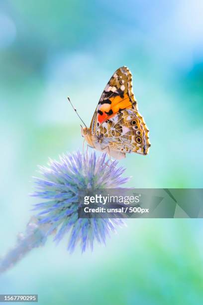 close-up of butterfly pollinating on flower - painted lady butterfly stock pictures, royalty-free photos & images