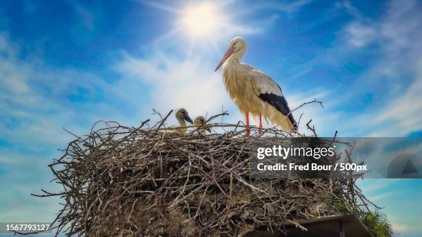 low angle view of birds perching on nest against sky - white stork stock pictures, royalty-free photos & images