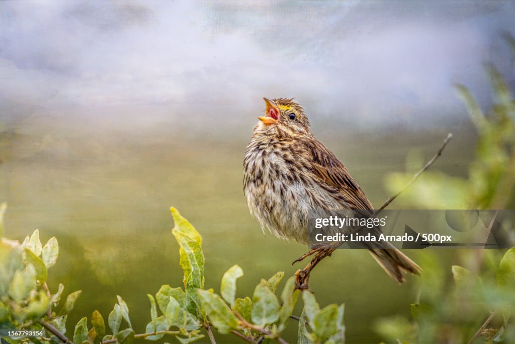 Close-up of songwarbler perching on plant,California,United States,USA