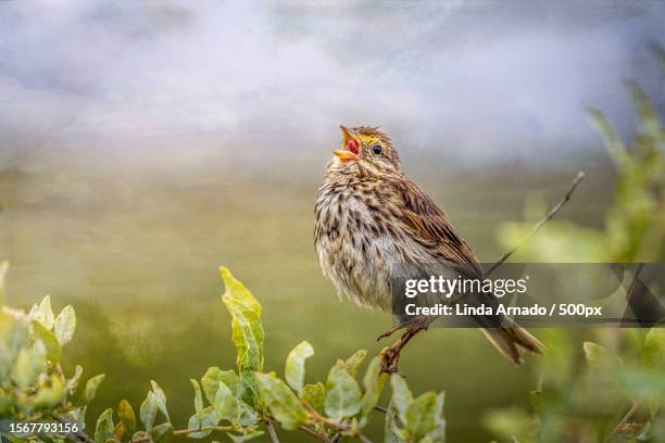 close-up of songwarbler perching on plant,california,united states,usa - zangvogels stockfoto's en -beelden