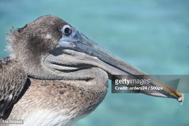 close-up of australian brown pelican,aruba - australian pelican stock pictures, royalty-free photos & images