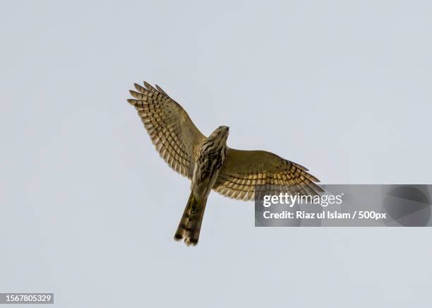 low angle view of hawk of prey flying against clear sky - sparrowhawk stock pictures, royalty-free photos & images