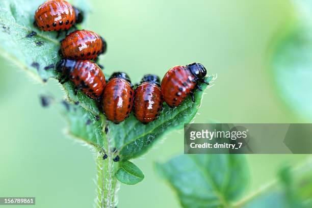 colorado potato beetle - larve stock-fotos und bilder