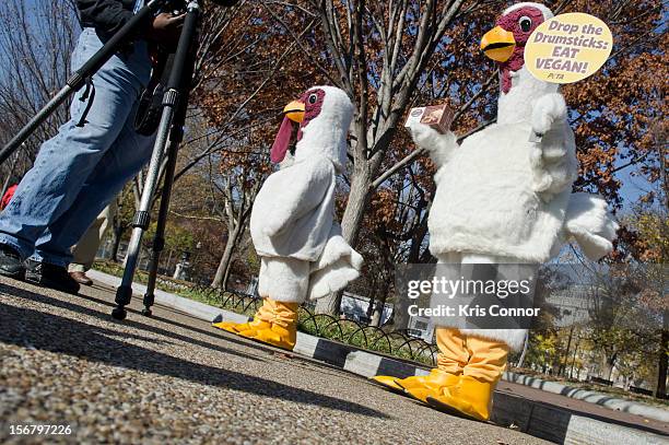 Members of PETA promote a meat free holiday season at the White House on November 21, 2012 in Washington, DC.