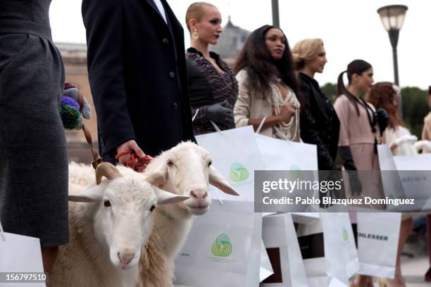 Models pose with two sheep during Wool Week 2012 inaguration at Colon Square on November 21, 2012 in Madrid, Spain.