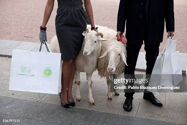 Two models hold two sheep during Wool Week 2012 inaguration at Colon Square on November 21, 2012 in Madrid, Spain.