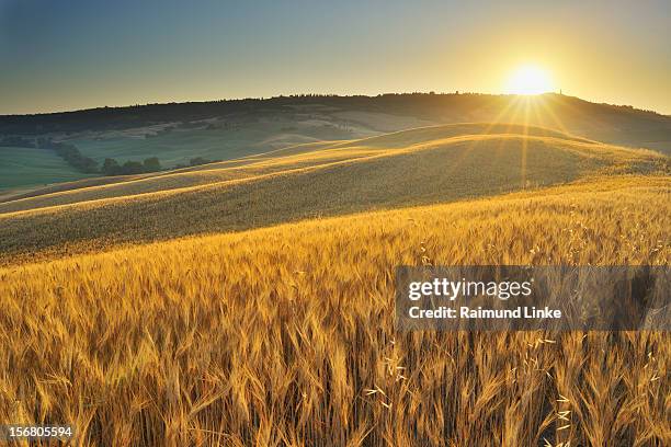 grainfield with sunrise - grain harvest stock pictures, royalty-free photos & images