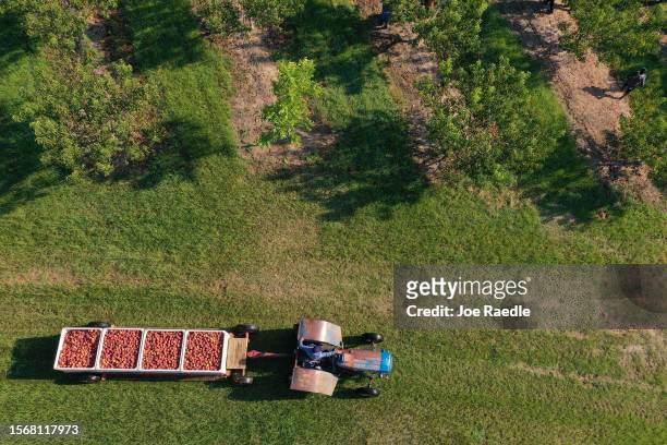 In this aerial view, a tractor pulls boxes of peaches harvested from the last crop off of the trees at Pearson Farm on July 24, 2023 in Fort Valley,...