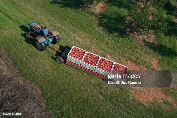 In this aerial view, a tractor pulls boxes of peaches harvested from the last crop off of the trees at Pearson Farm on July 24, 2023 in Fort Valley,...