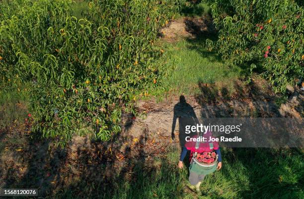 In this aerial view, workers pick the last crop of peaches from the trees at Pearson Farm on July 24, 2023 in Fort Valley, Georgia. Due to weather...