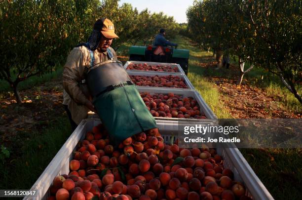 Worker fills boxes with peaches after picking the last crop of the season from the trees at Pearson Farm on July 24, 2023 in Fort Valley, Georgia....
