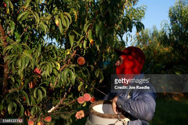 Worker picks peaches from the last crop of the season off the trees at Pearson Farm on July 24, 2023 in Fort Valley, Georgia. Due to weather extremes...