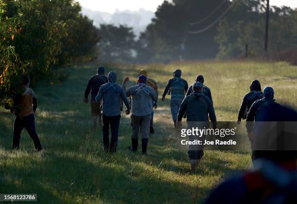 Workers prepare to pick peaches from the last crop of the season off the trees at Pearson Farm on July 24, 2023 in Fort Valley, Georgia. Due to...