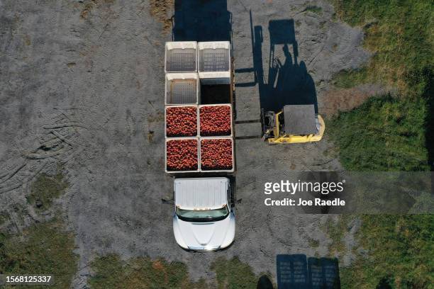 In this aerial view, a forklift puts boxes of peaches on to a truck after they were harvested from the last crop off of the trees at Pearson Farm on...