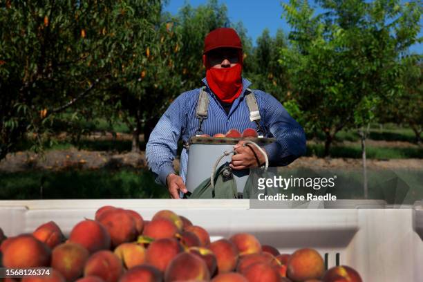 Worker harvest peaches from the last crop of the season off the trees at Pearson Farm on July 24, 2023 in Fort Valley, Georgia. Due to weather...