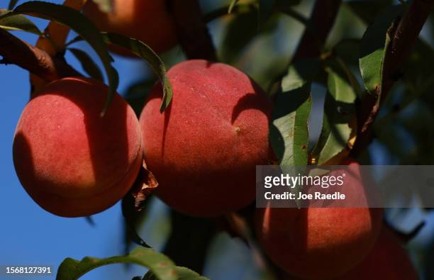 Peaches hang from a tree as workers harvest the last crop of the season off the trees at Pearson Farm on July 24, 2023 in Fort Valley, Georgia. Due...