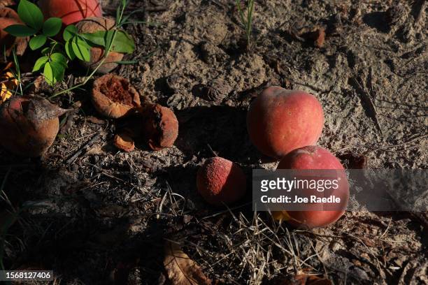 Peaches lay on the ground as workers harvest the last crop of the season off the trees at Pearson Farm on July 24, 2023 in Fort Valley, Georgia. Due...