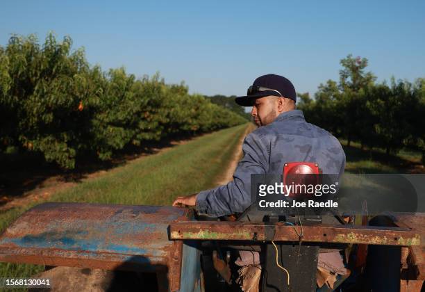 Worker drives a tractor pulling boxes of peaches harvested from the last crop off of the trees at Pearson Farm on July 24, 2023 in Fort Valley,...