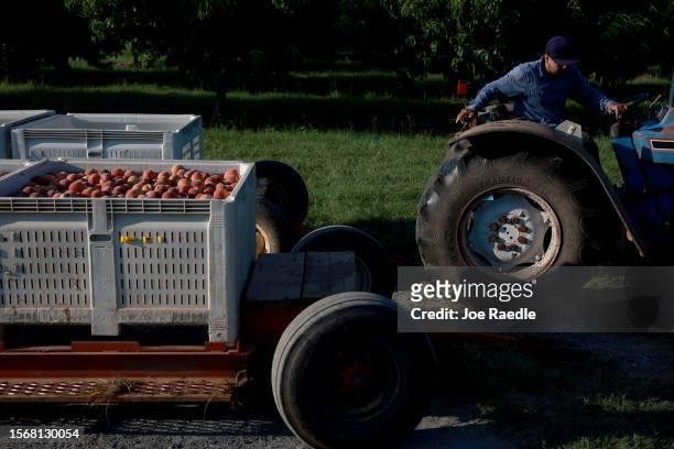 Worker drives a tractor pulling boxes of peaches harvested from the last crop off of the trees at Pearson Farm on July 24, 2023 in Fort Valley,...