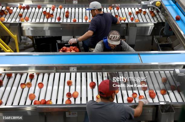 Workers sort peaches at the packing house after they were harvested from the trees at Pearson Farm on July 24, 2023 in Fort Valley, Georgia. Due to...