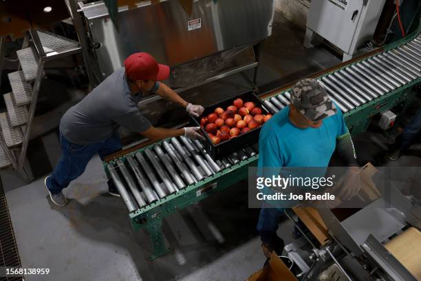 Workers sort peaches at the packing house after they were harvested from the trees at Pearson Farm on July 24, 2023 in Fort Valley, Georgia. Due to...