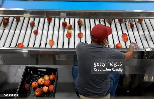 Worker sorts peaches at the packing house after they were harvested from the trees at Pearson Farm on July 24, 2023 in Fort Valley, Georgia. Due to...