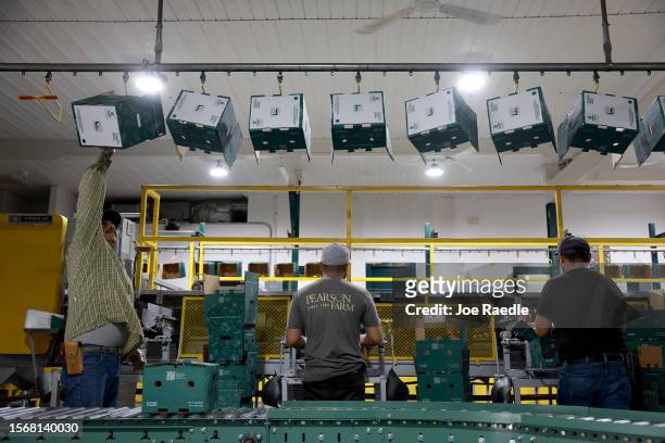 Workers box peaches at the packing house after they were harvested from the trees at Pearson Farm on July 24, 2023 in Fort Valley, Georgia. Due to...