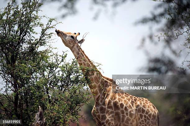 Giraffe is pictured on November 16, 2012 at Hwange National Park in Zimbabwe. AFP PHOTO MARTIN BUREAU