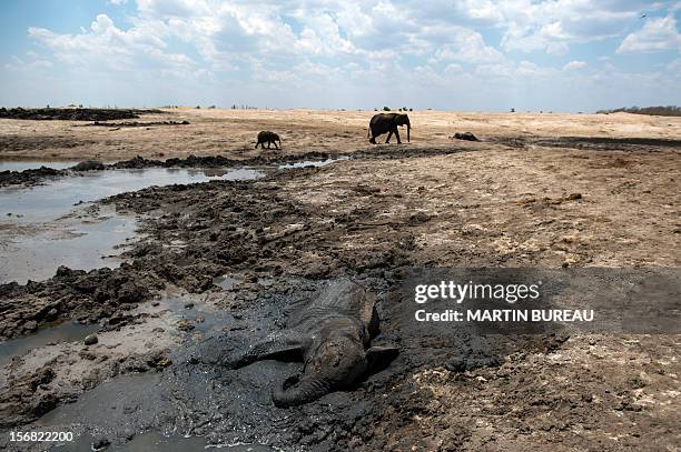 Baby African elephant is stuck in the mud near a stretch of water on November 18, 2012 at Hwange National Park in Zimbabwe. AFP PHOTO MARTIN BUREAU